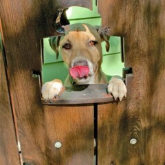 Toaster Gate & Actual Dog